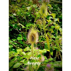 Arctium Lappa